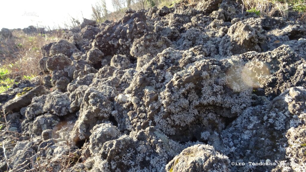 Lo Stereocaulon vesuvianum il lichene che ha colonizzato le lave vesuviane. (foto di C.Teodonno)